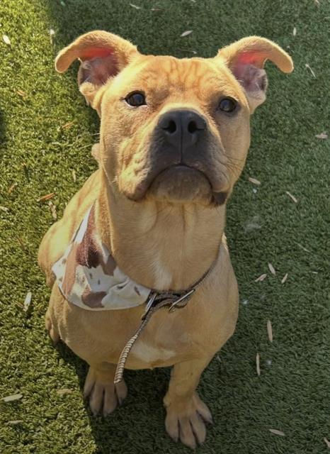 Enlarge SIR FEDRICK WELLINGTON IV, a Adoptable Mixed Breed in Newton, NC image 1/1