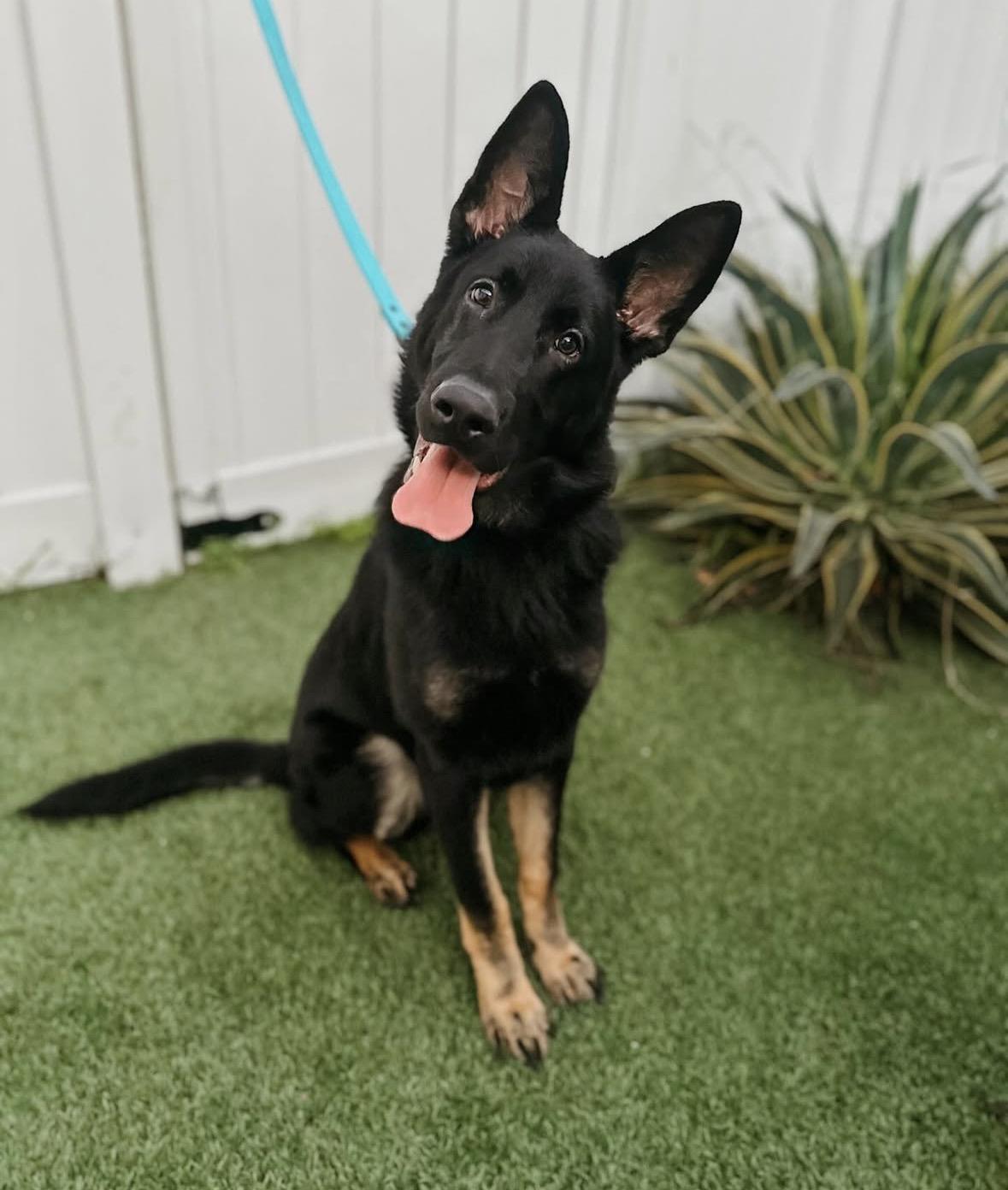 Enlarge Norman , a ADOPTABLE German Shepherd Dog in Pasadena, CA image 1/6