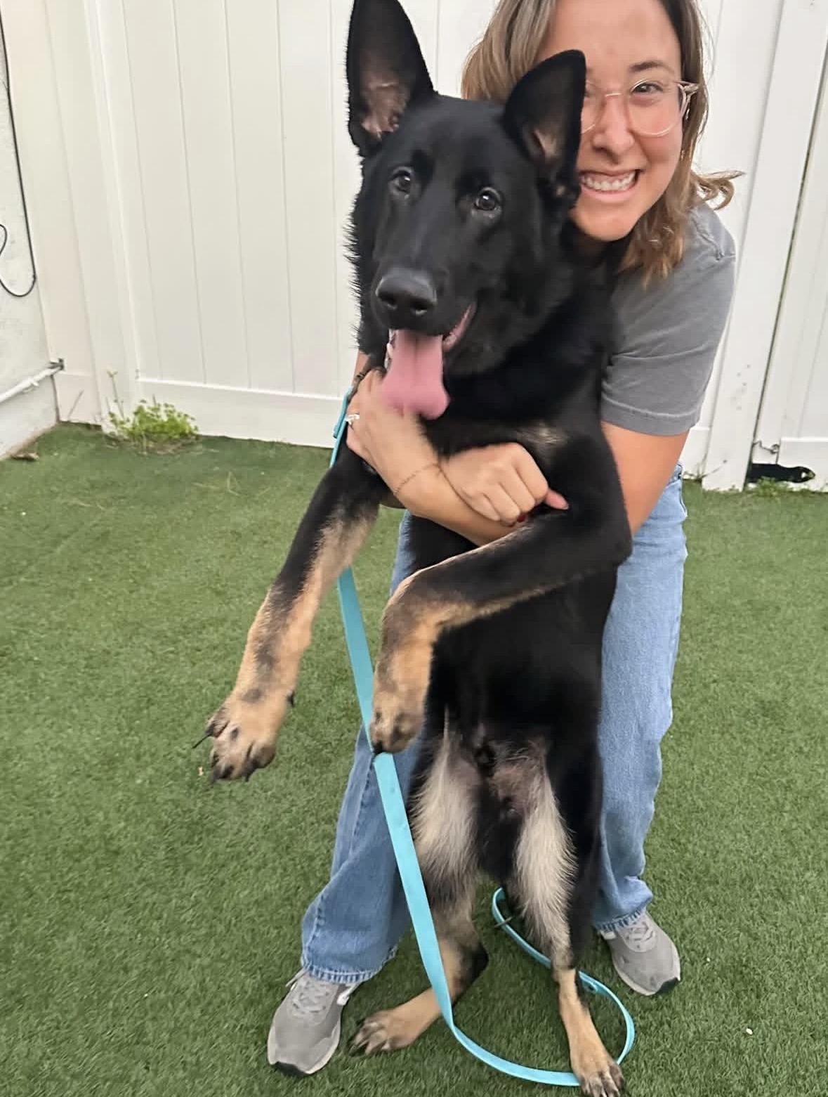 Enlarge Norman , a ADOPTABLE German Shepherd Dog in Pasadena, CA image 3/6