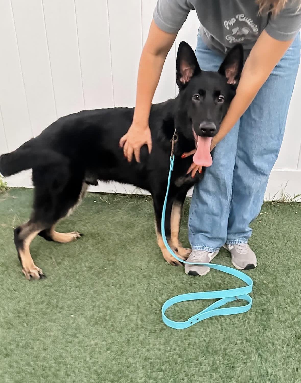 Enlarge Norman , a ADOPTABLE German Shepherd Dog in Pasadena, CA image 4/6