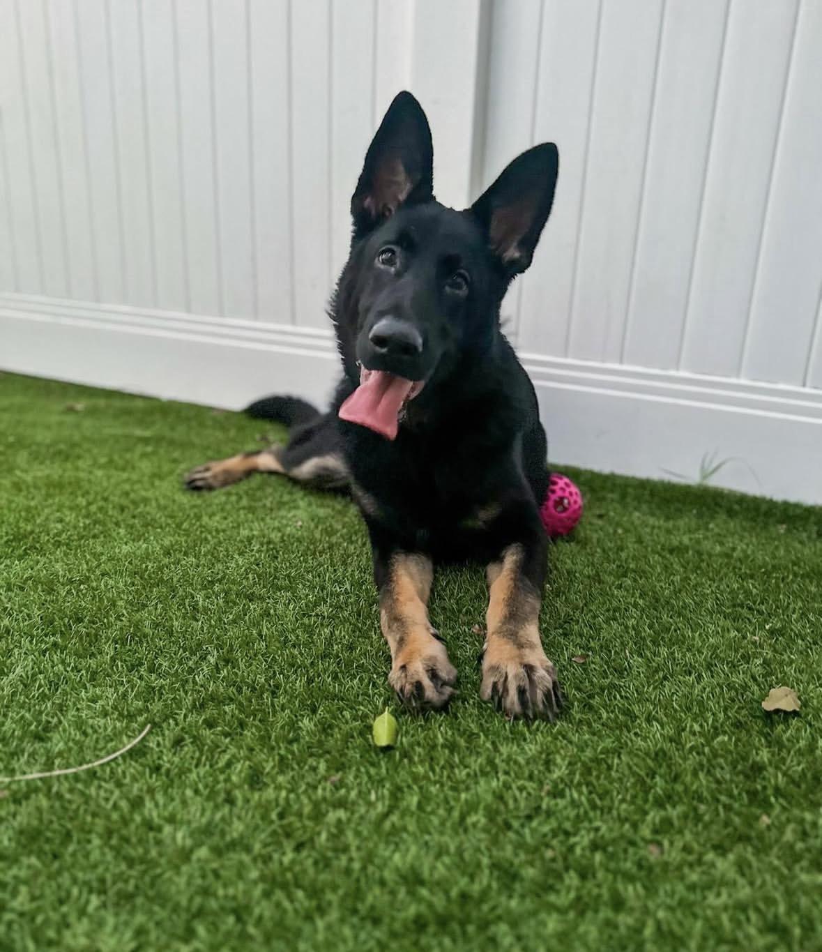 Enlarge Norman , a ADOPTABLE German Shepherd Dog in Pasadena, CA image 5/6
