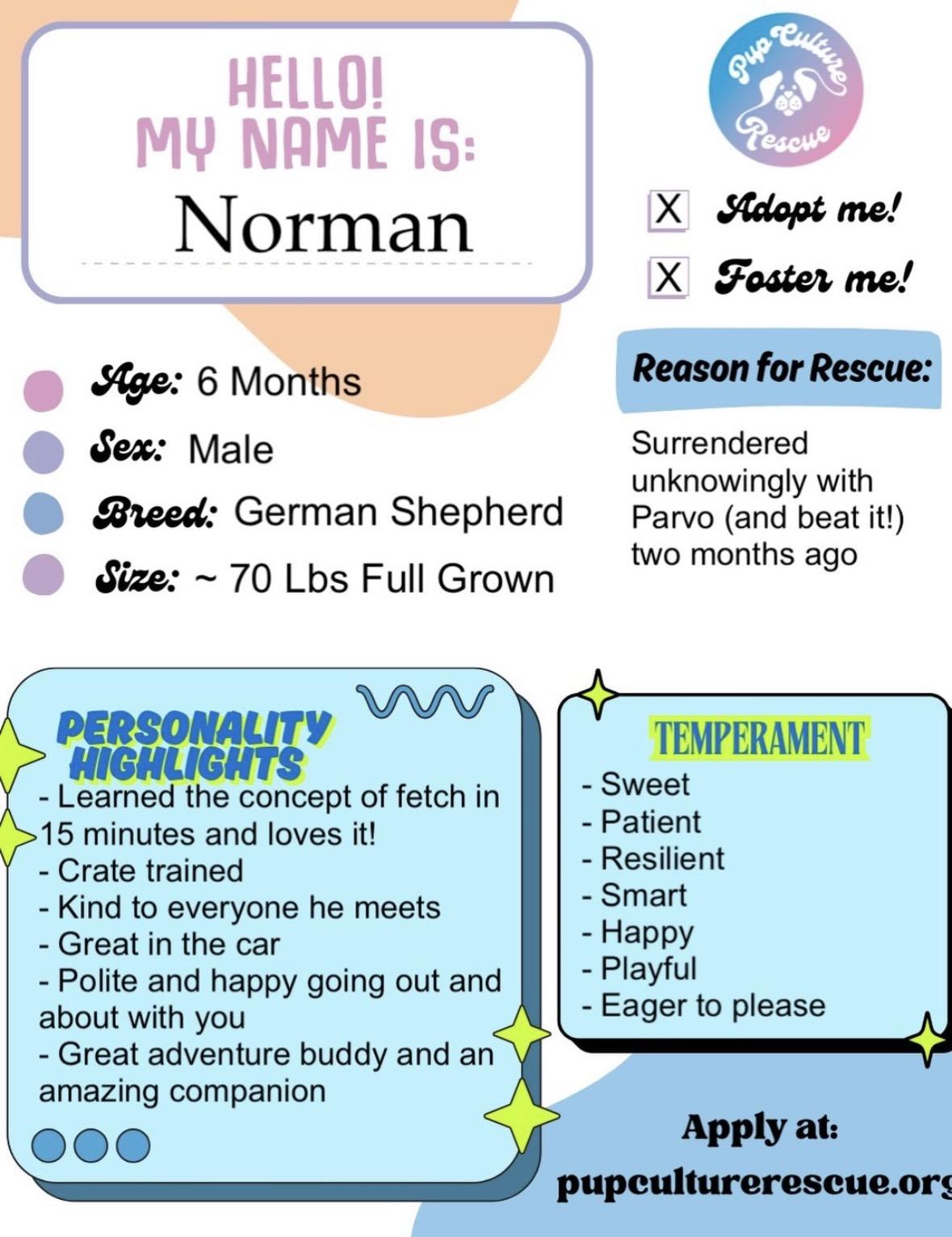 Enlarge Norman , a ADOPTABLE German Shepherd Dog in Pasadena, CA image 2/6