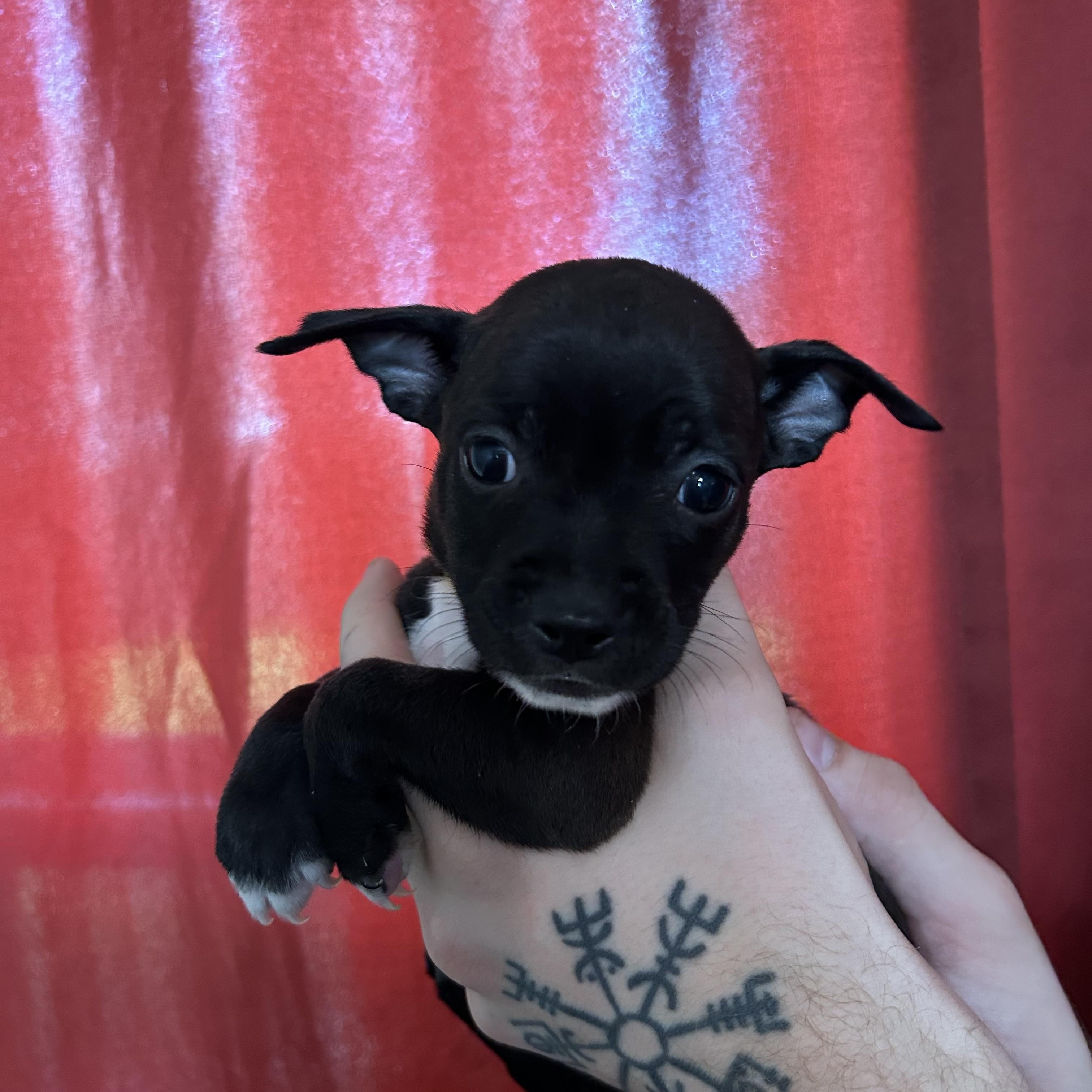 Enlarge Goldie, an adopted mixed breed in Fresno, CA image 1/2