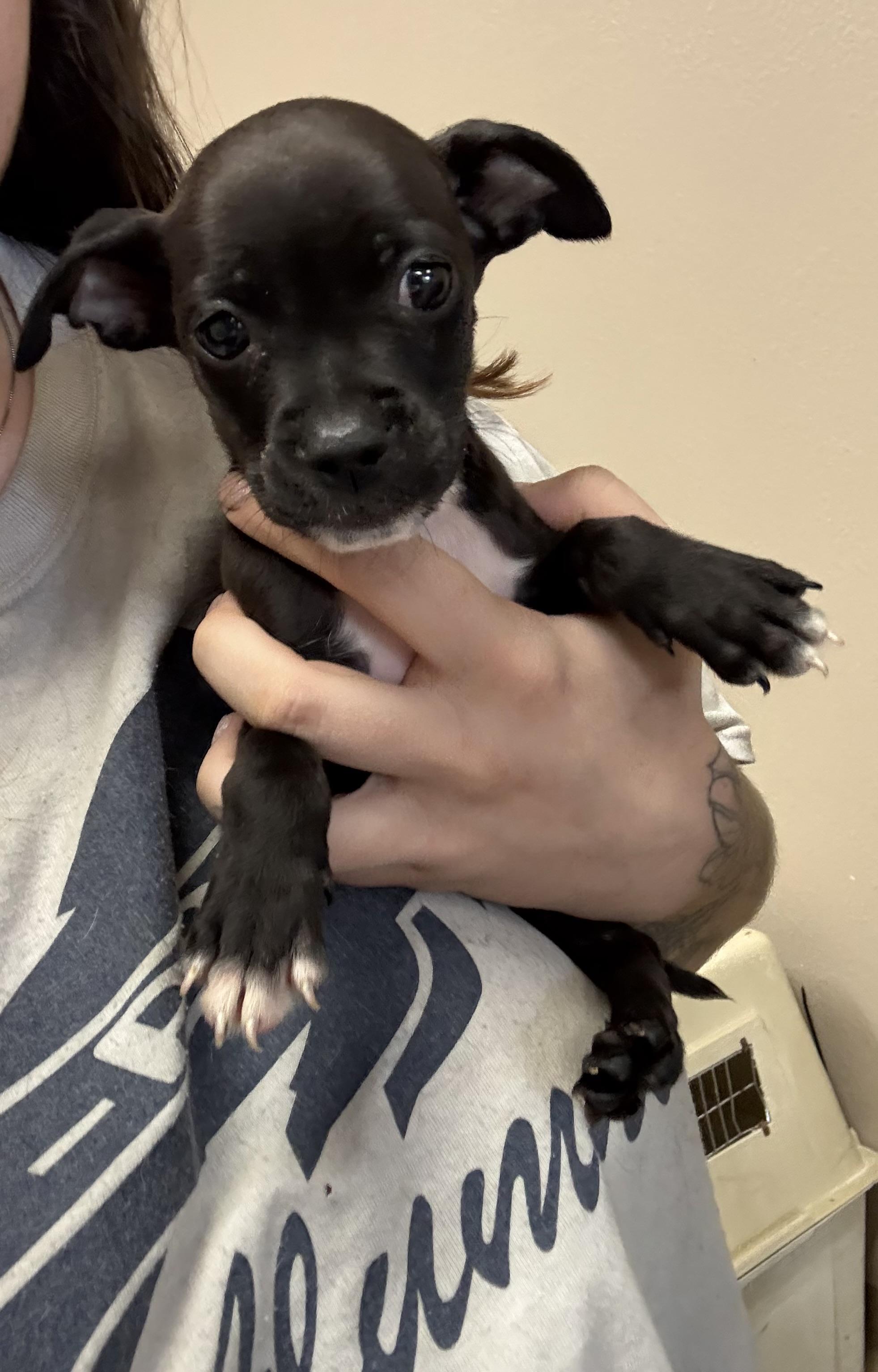 Enlarge Goldie, an adopted mixed breed in Fresno, CA image 2/2