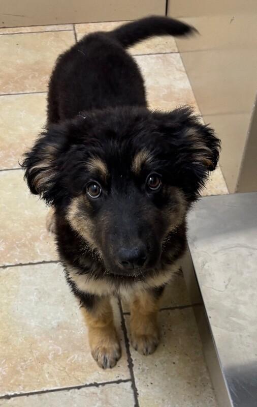 Enlarge Waverly, a Adoptable mixed breed in renton, WA image 1/6