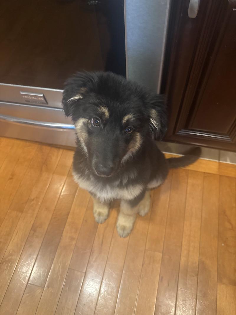 Enlarge Waverly, a Adoptable mixed breed in renton, WA image 2/6