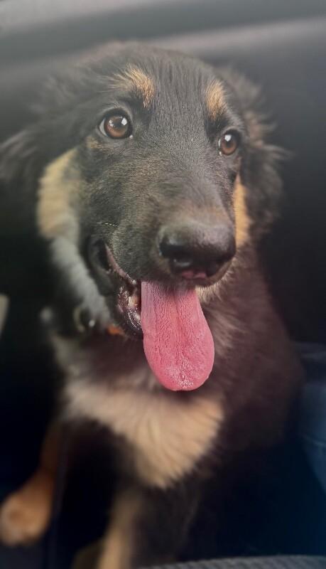 Enlarge Waverly, a Adoptable mixed breed in renton, WA image 3/6