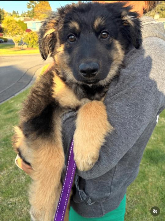 Enlarge Waverly, a Adoptable mixed breed in renton, WA image 4/6