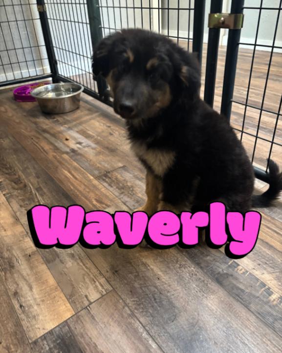 Enlarge Waverly, a Adoptable mixed breed in renton, WA image 5/6