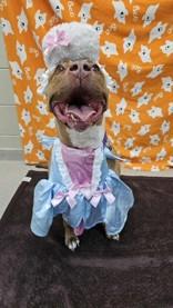 Micro, Adoptable, Senior Male Mixed Breed.