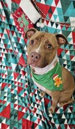 Enlarge Micro, a Adoptable Mixed Breed in Manitowoc, WI image 1/1