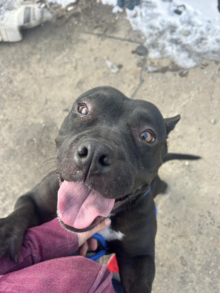 Enlarge Charlotte, a Adoptable mixed breed in Herriman, UT image 1/6