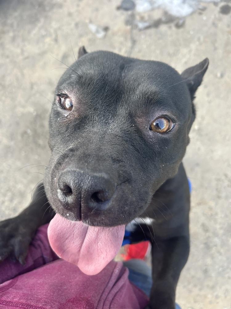 Enlarge Charlotte, a Adoptable mixed breed in Herriman, UT image 2/6