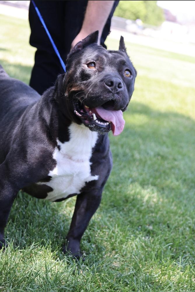 Enlarge Charlotte, a Adoptable mixed breed in Herriman, UT image 3/6