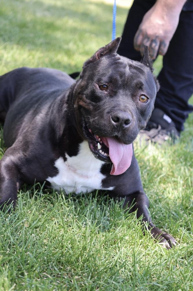 Enlarge Charlotte, a Adoptable mixed breed in Herriman, UT image 4/6