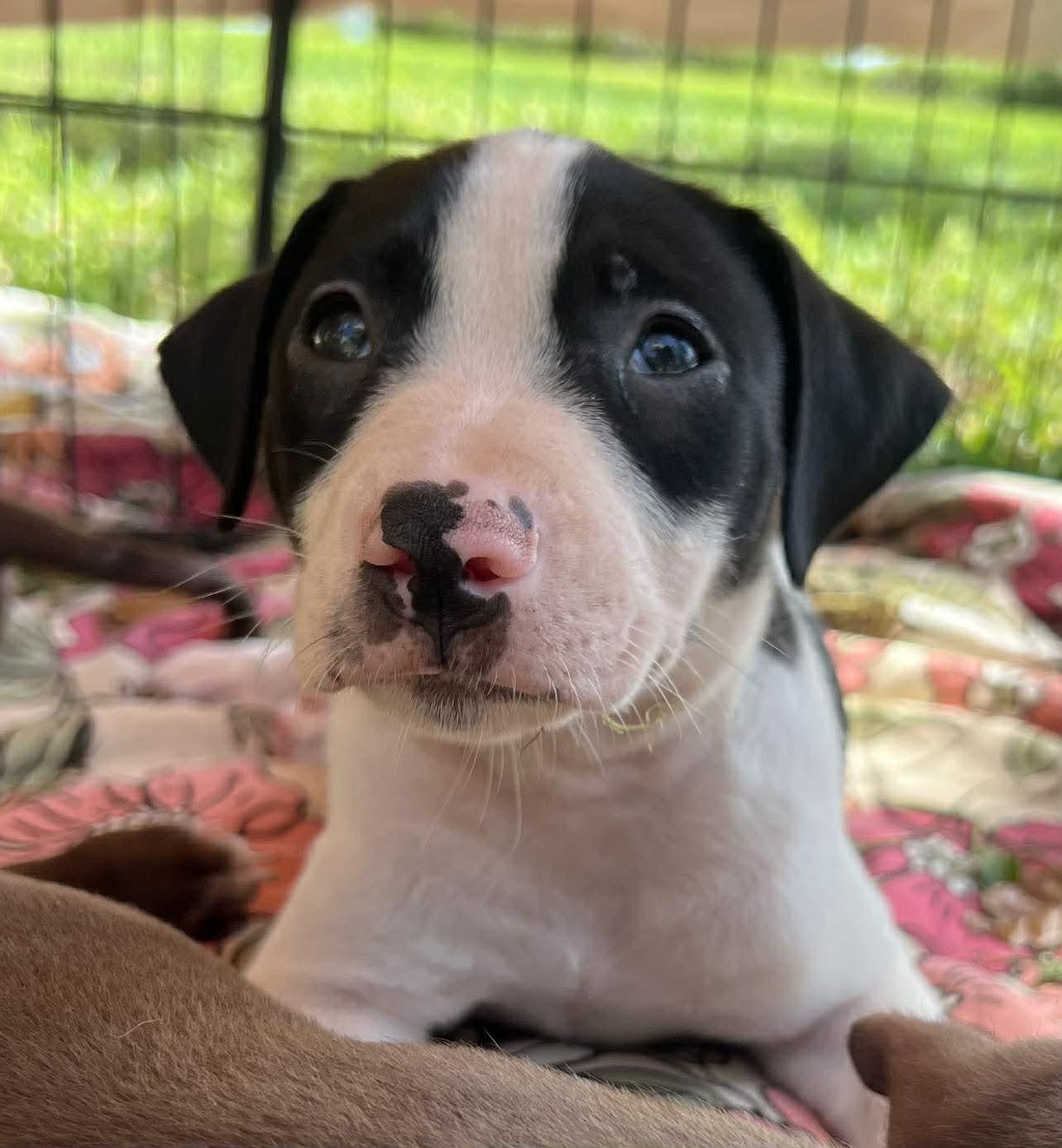 Chilli Pup -Snickers