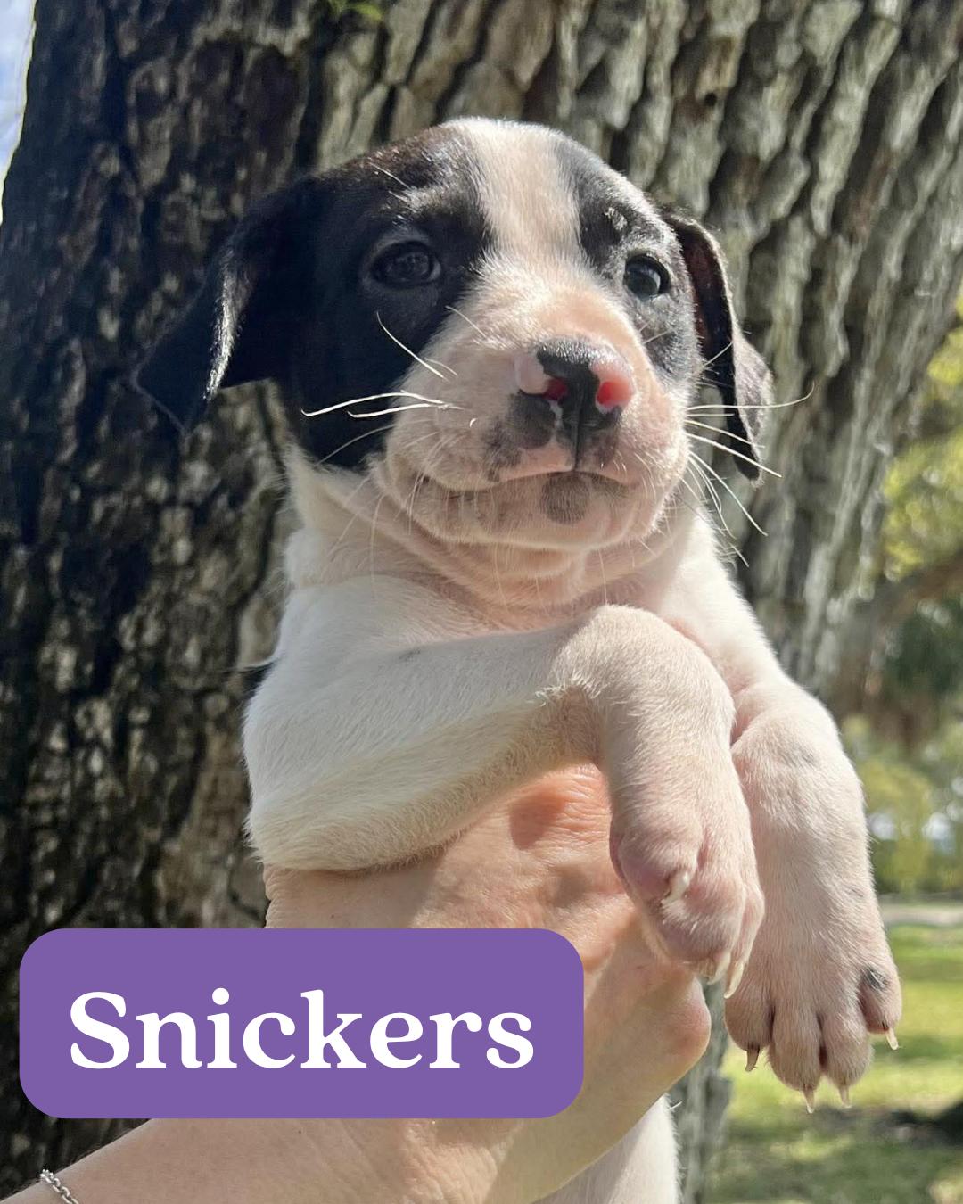 Chilli Pup -Snickers — thumbnail 2