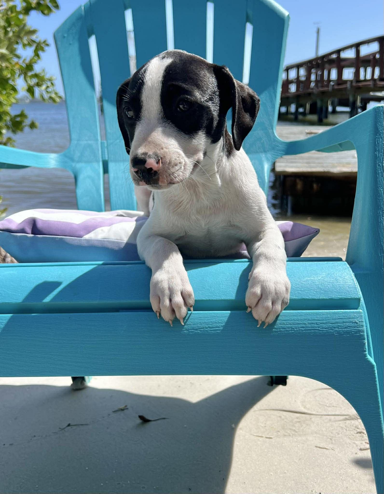 Enlarge Chilli Pup -Snickers, a Adoptable mixed breed in Pompano Beach, FL image 1/3