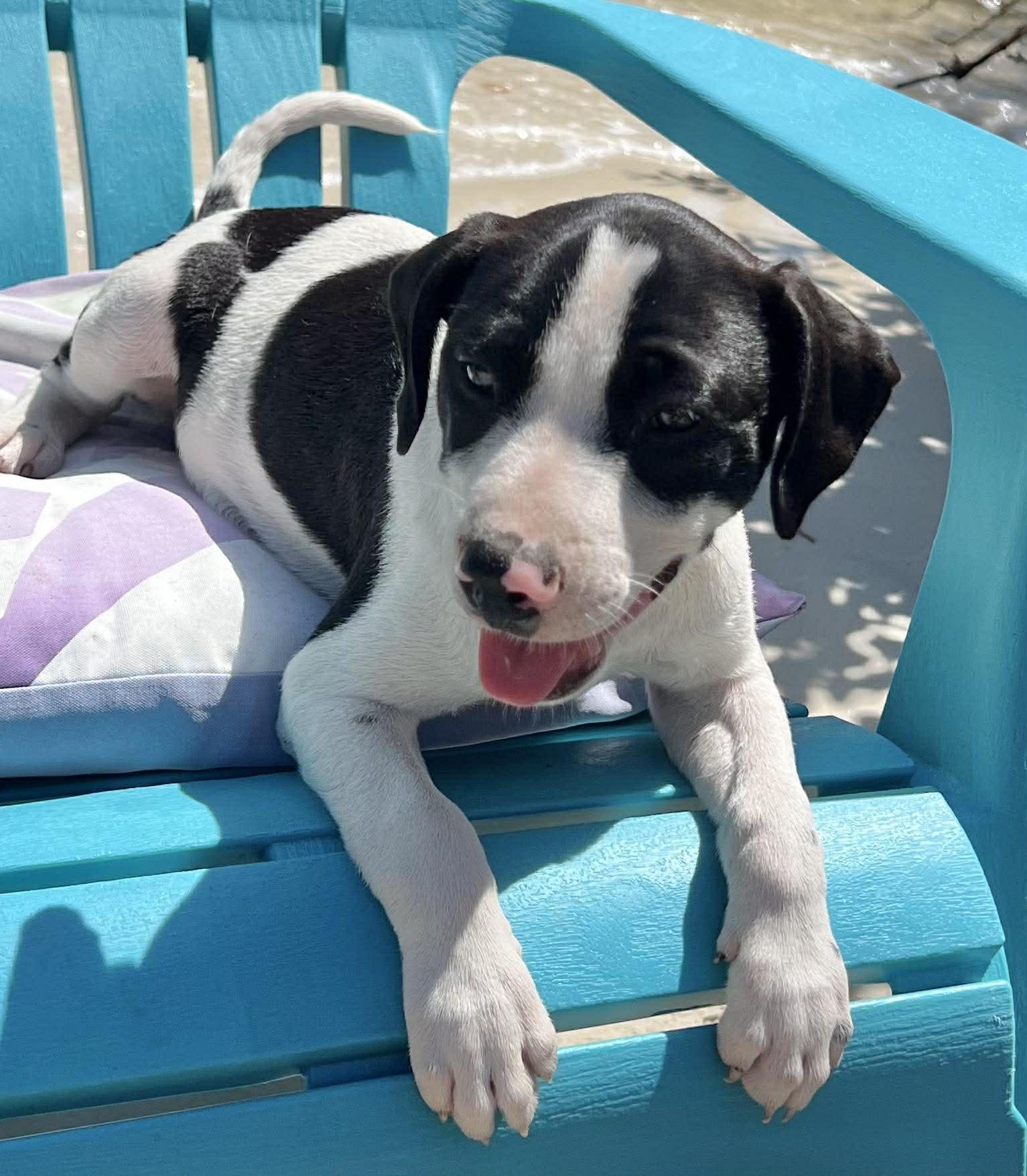 Chilli Pup -Snickers, Adoptable, Puppy Male Dachshund & Labrador Retriever.