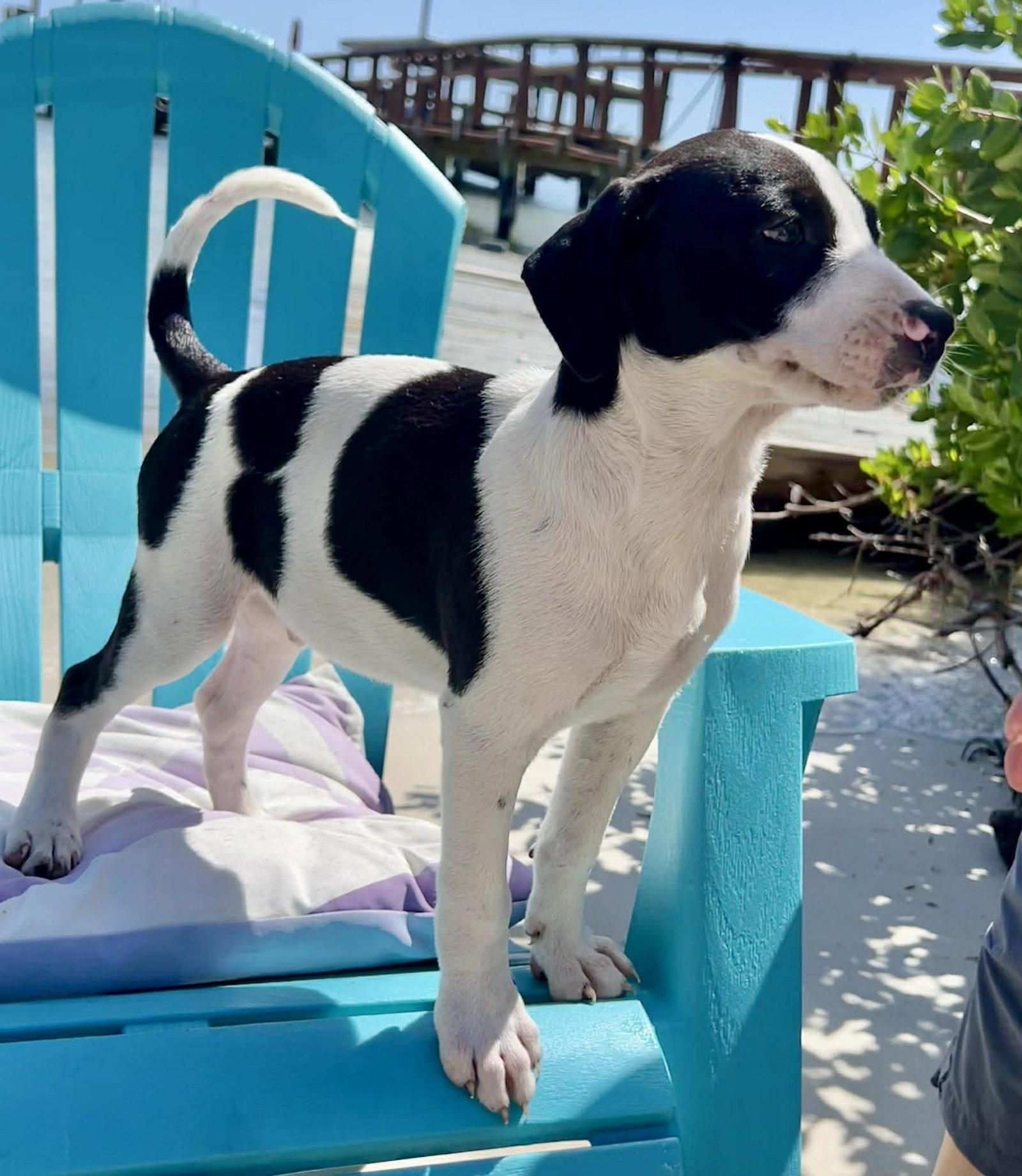 Enlarge Chilli Pup -Snickers, a Adoptable mixed breed in Pompano Beach, FL image 3/3