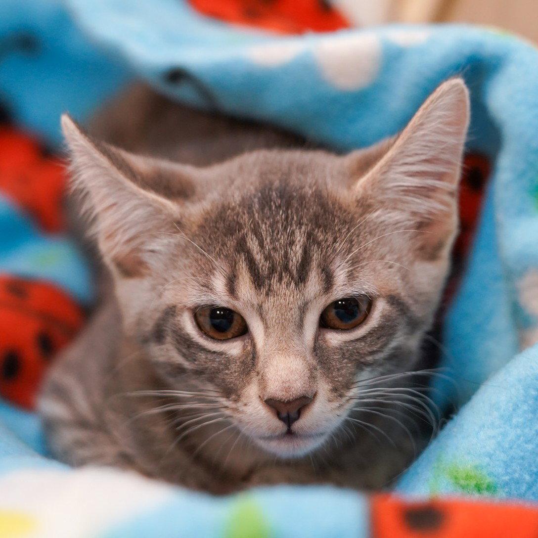 Cappuccino, a Adoptable mixed breed in Garland, TX image 1/3