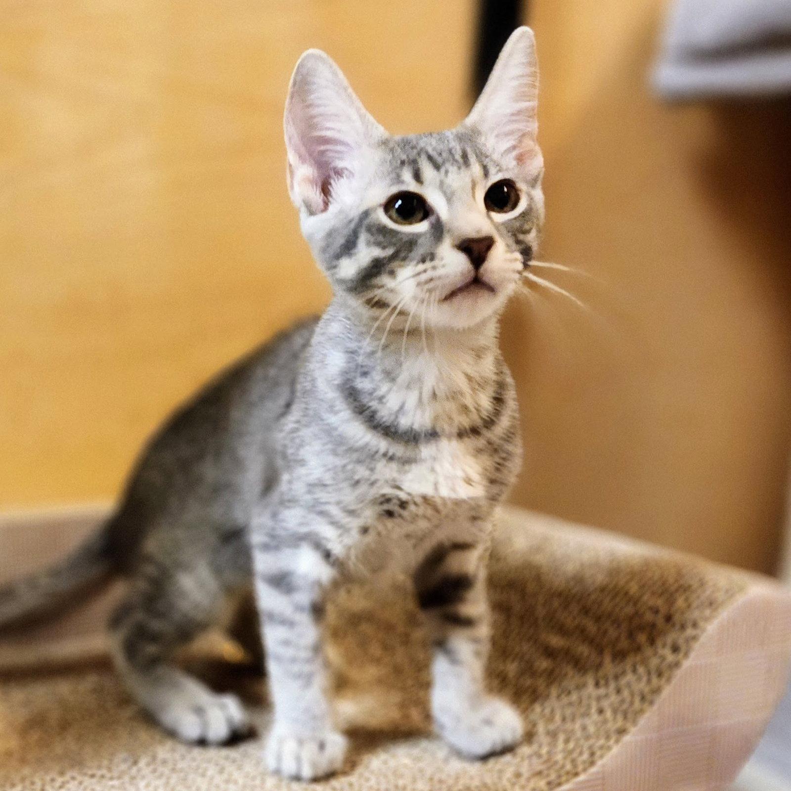 Cappuccino, Adoptable, Kitten Female Tabby & Domestic Short Hair.