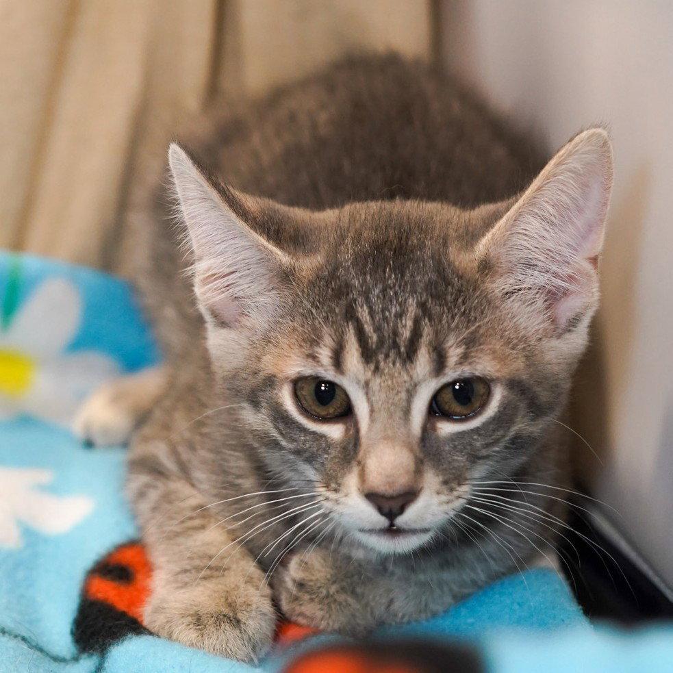 Cappuccino, a Adoptable mixed breed in Garland, TX image 3/3