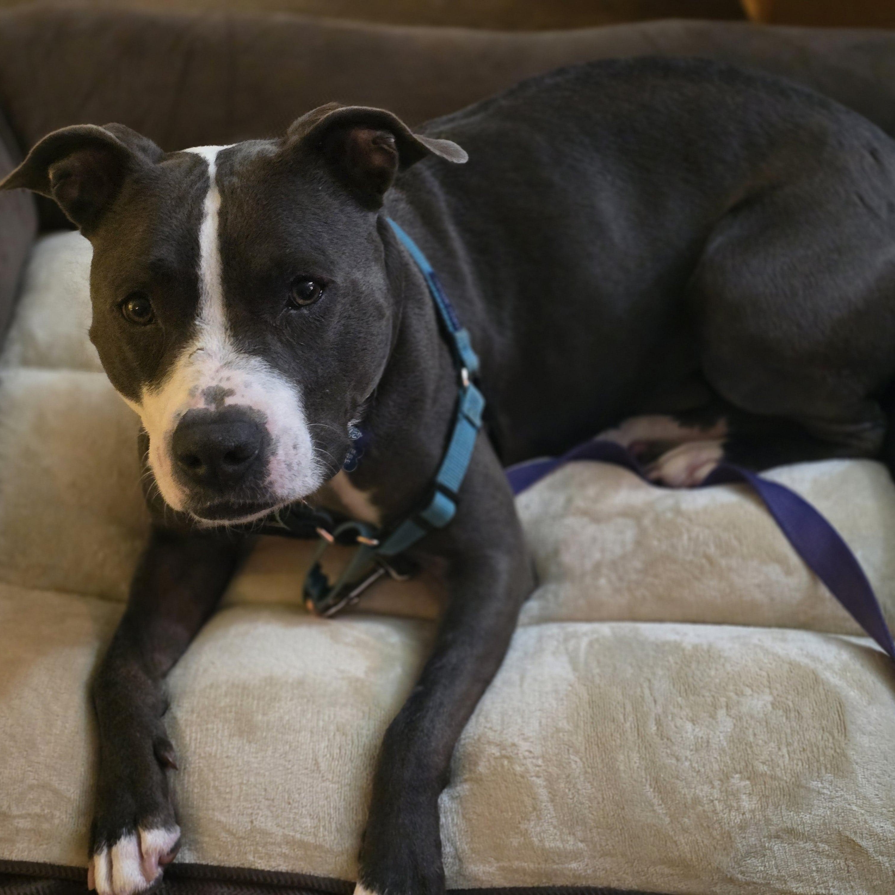 Bella Courtesy Cupid thumbnail 2