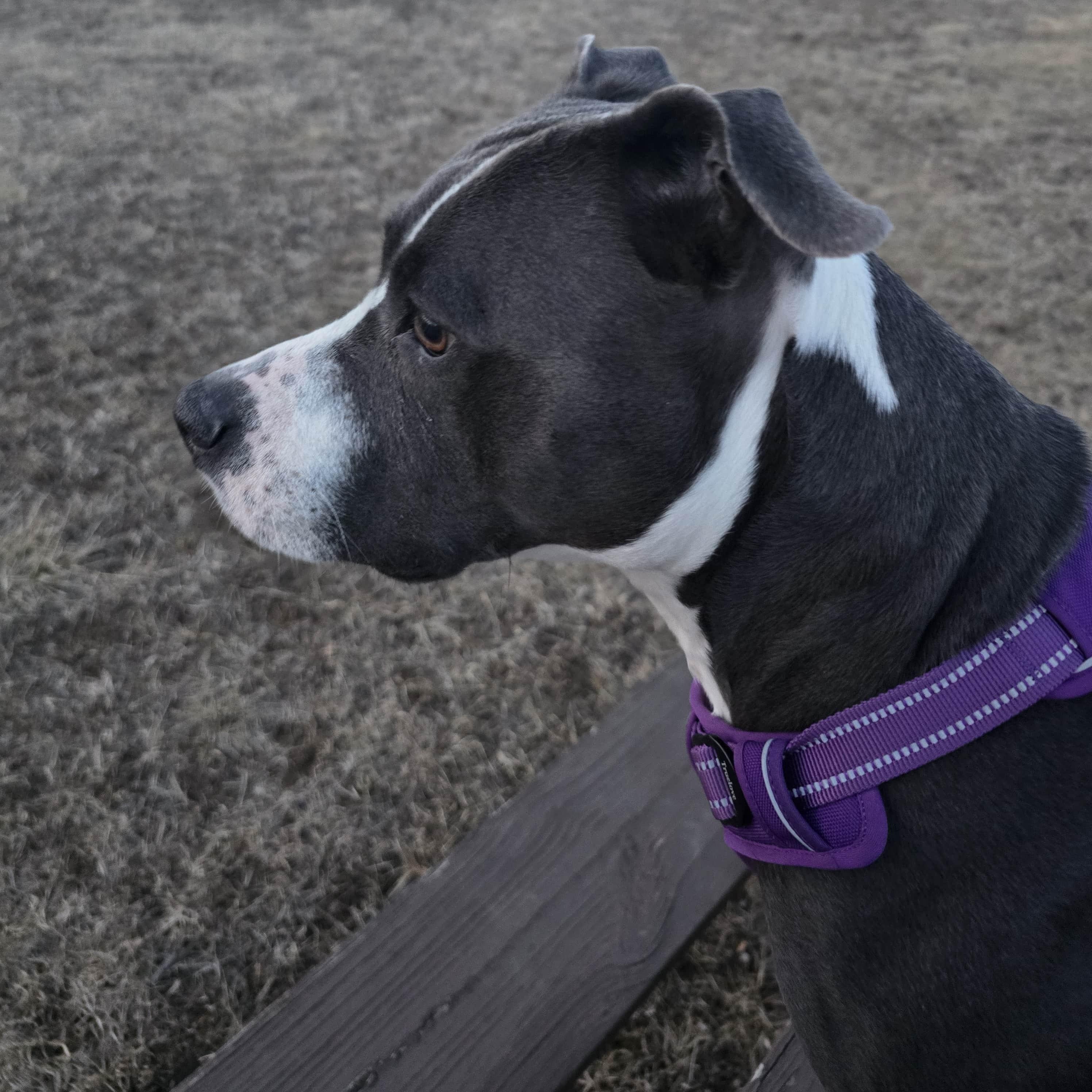 Bella Courtesy Cupid