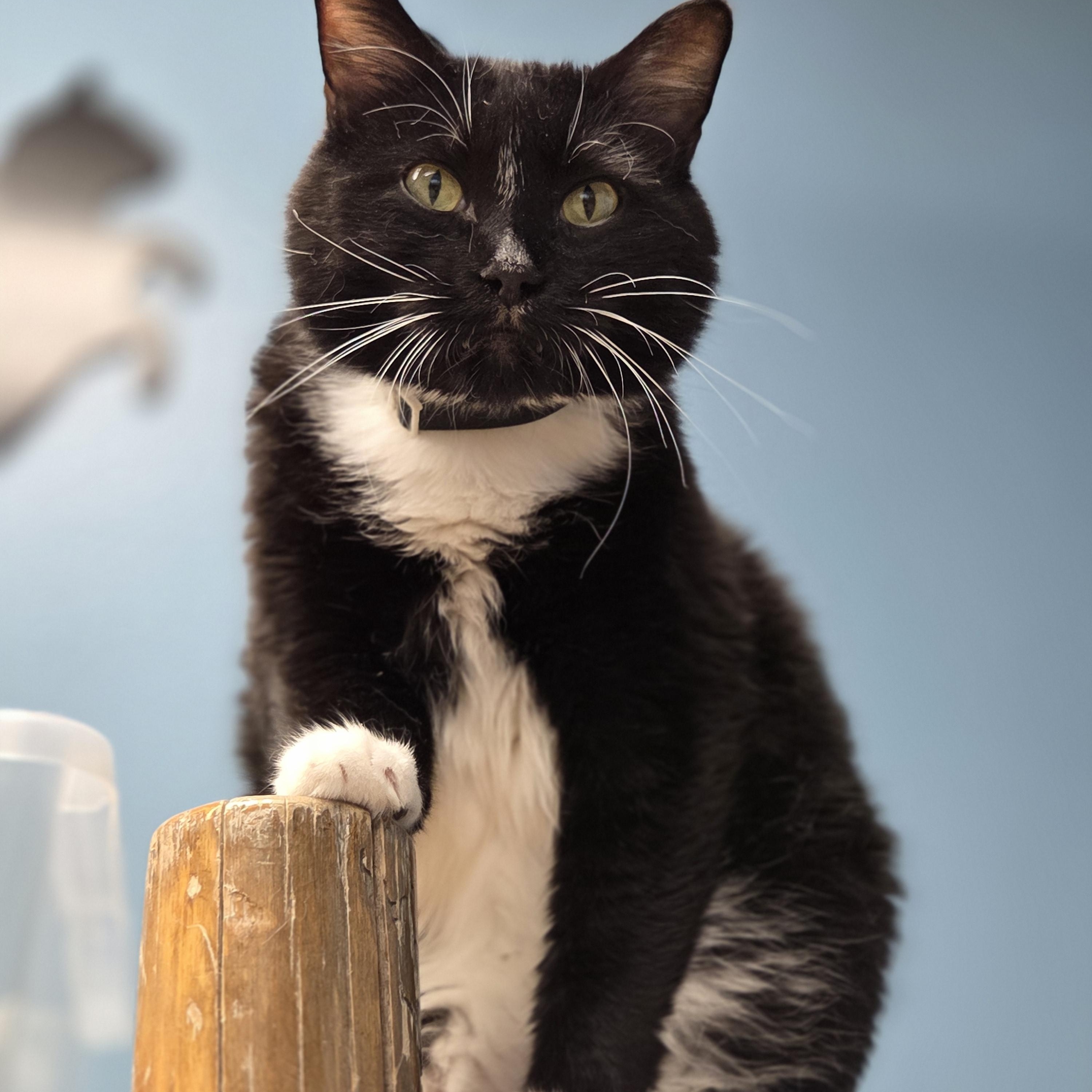 Inky, Adoptable, Adult Male Domestic Short Hair.