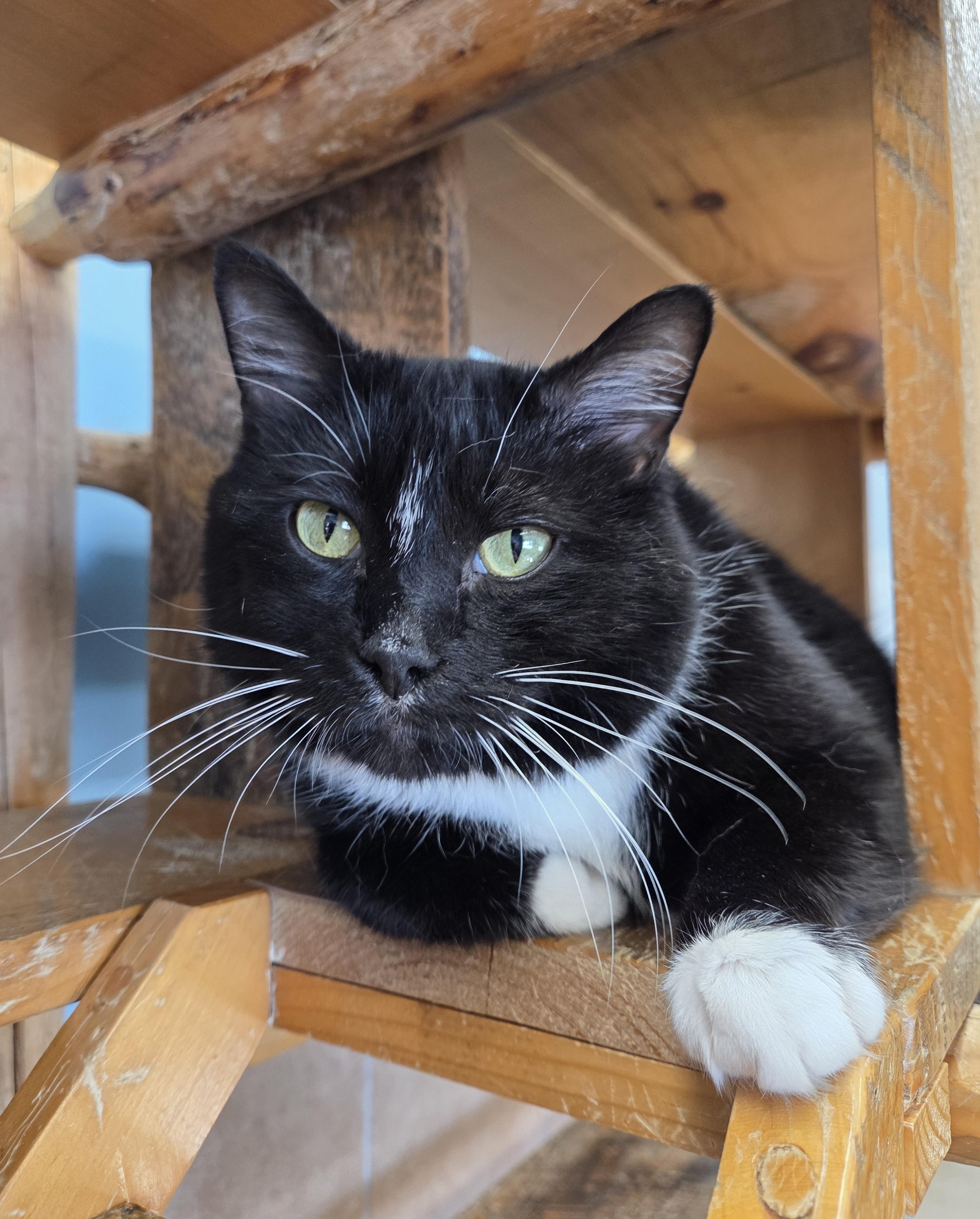 Inky, an adoptable Domestic Short Hair in Park Rapids, MN, 56470 | Photo Image 2