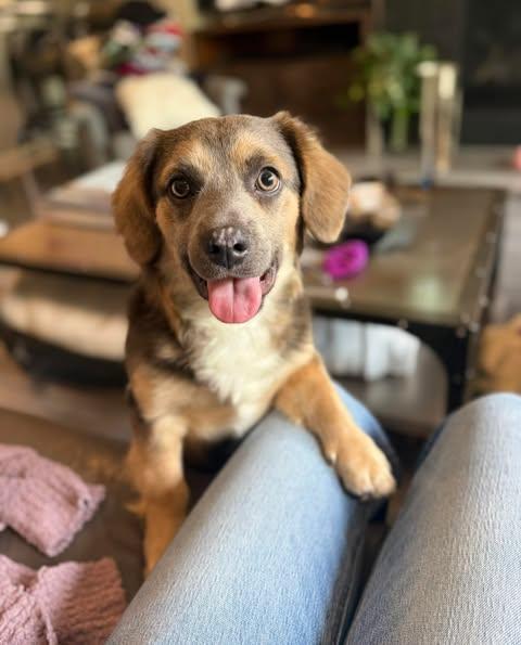 Duke, adopted, Puppy Male Dachshund & Beagle.