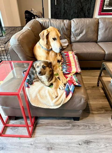 Enlarge Duke, an adopted mixed breed in Vernon, CT image 3/6