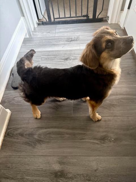 Enlarge Duke, an adopted mixed breed in Vernon, CT image 4/6