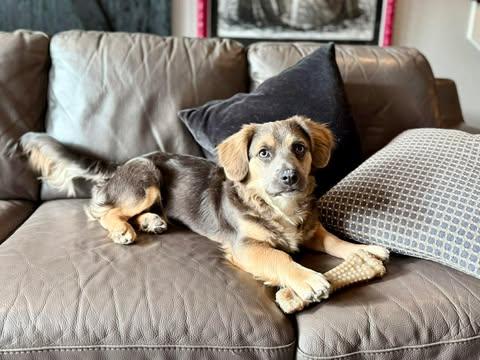 Enlarge Duke, an adopted mixed breed in Vernon, CT image 6/6