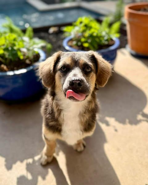 Enlarge Duke, an adopted mixed breed in Vernon, CT image 5/6