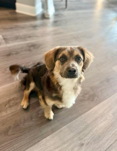 Enlarge Duke, an adopted mixed breed in Vernon, CT image 2/6