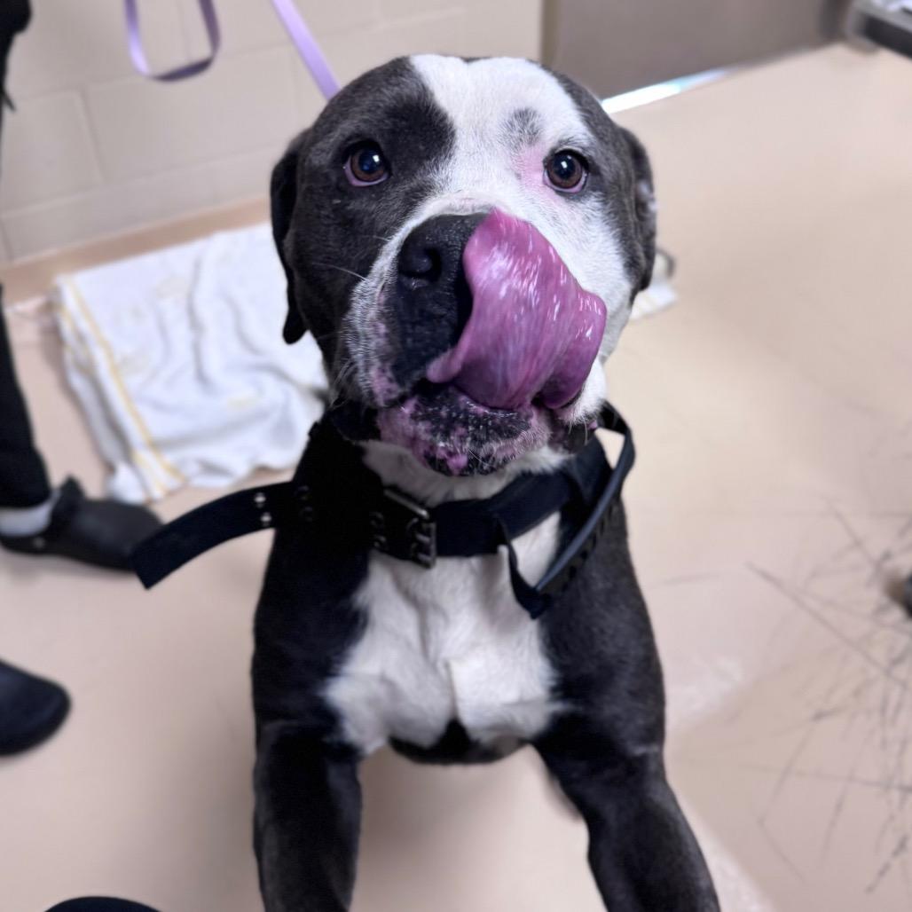 Shrek, a Adoptable Mixed Breed in Winston-Salem, NC image 1/6