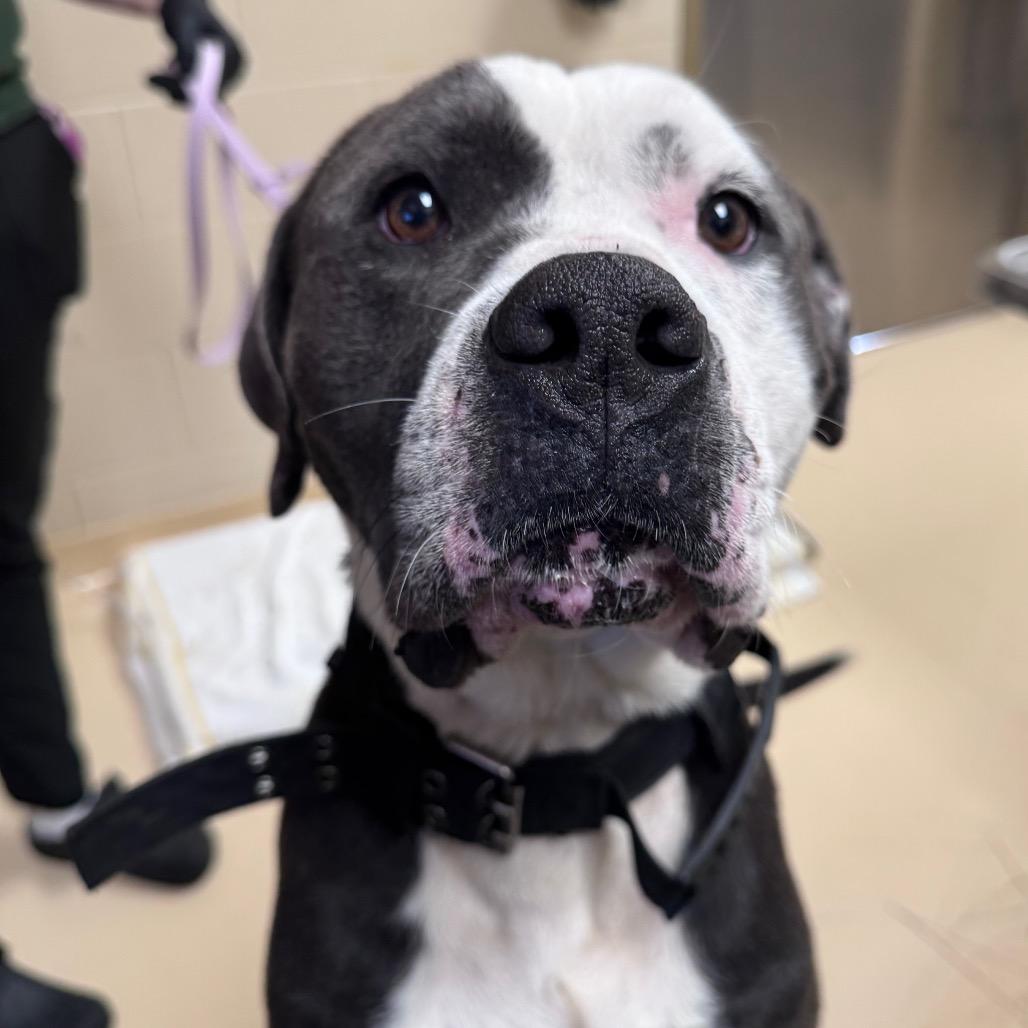 Shrek, a Adoptable Mixed Breed in Winston-Salem, NC image 2/6