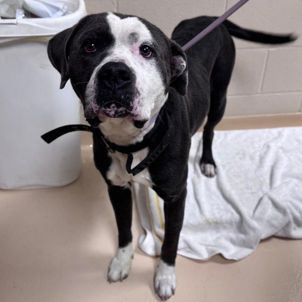 Shrek, a Adoptable Mixed Breed in Winston-Salem, NC image 3/6