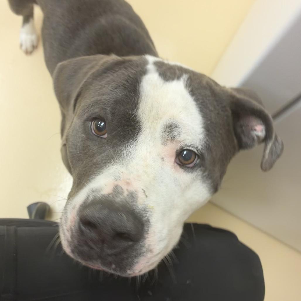 Shrek, a Adoptable Mixed Breed in Winston-Salem, NC image 4/6