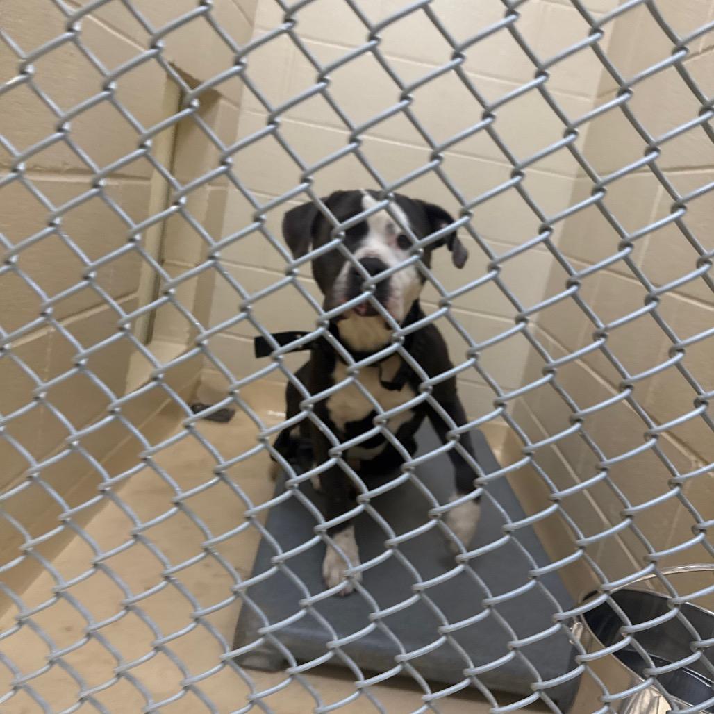 Shrek, a Adoptable Mixed Breed in Winston-Salem, NC image 5/6