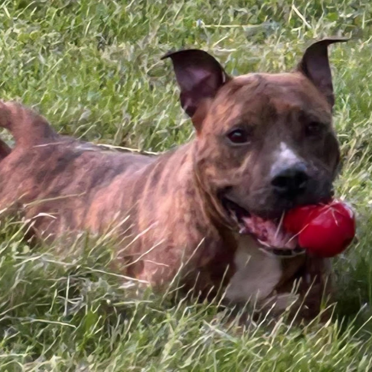 Enlarge Drako, a ADOPTABLE Mixed Breed in Belleville, IL image 1/1
