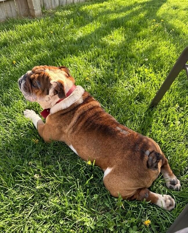 Remy, a Adoptable American Bulldog in Van Nuys, CA image 2/6