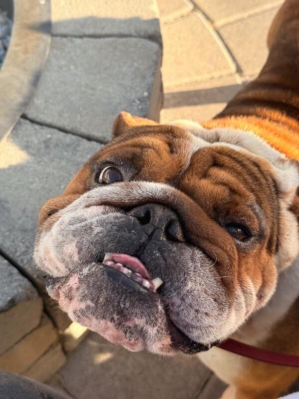 Remy, a Adoptable American Bulldog in Van Nuys, CA image 3/6