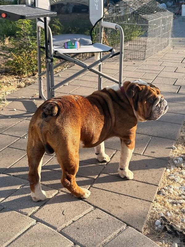 Remy, a Adoptable American Bulldog in Van Nuys, CA image 4/6