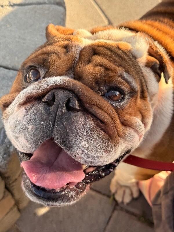 Remy, a Adoptable American Bulldog in Van Nuys, CA image 5/6