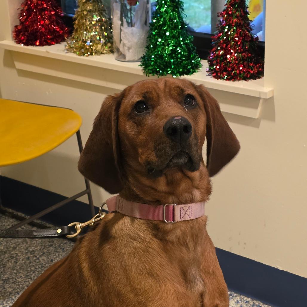 Bluey, Adoptable, Adult Female Redbone Coonhound.