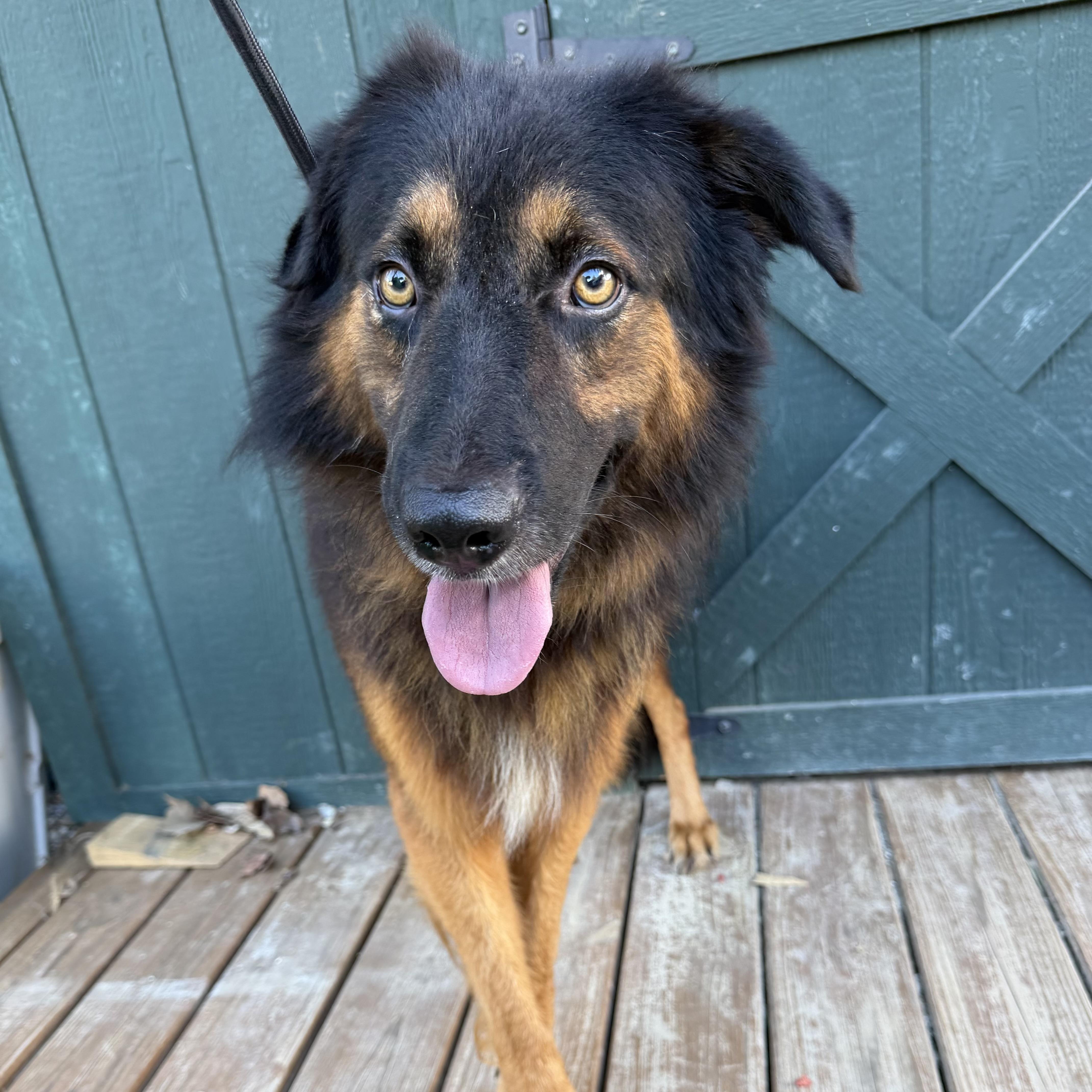 Enlarge Rambo, a Adoptable mixed breed in Providence, RI image 5/6