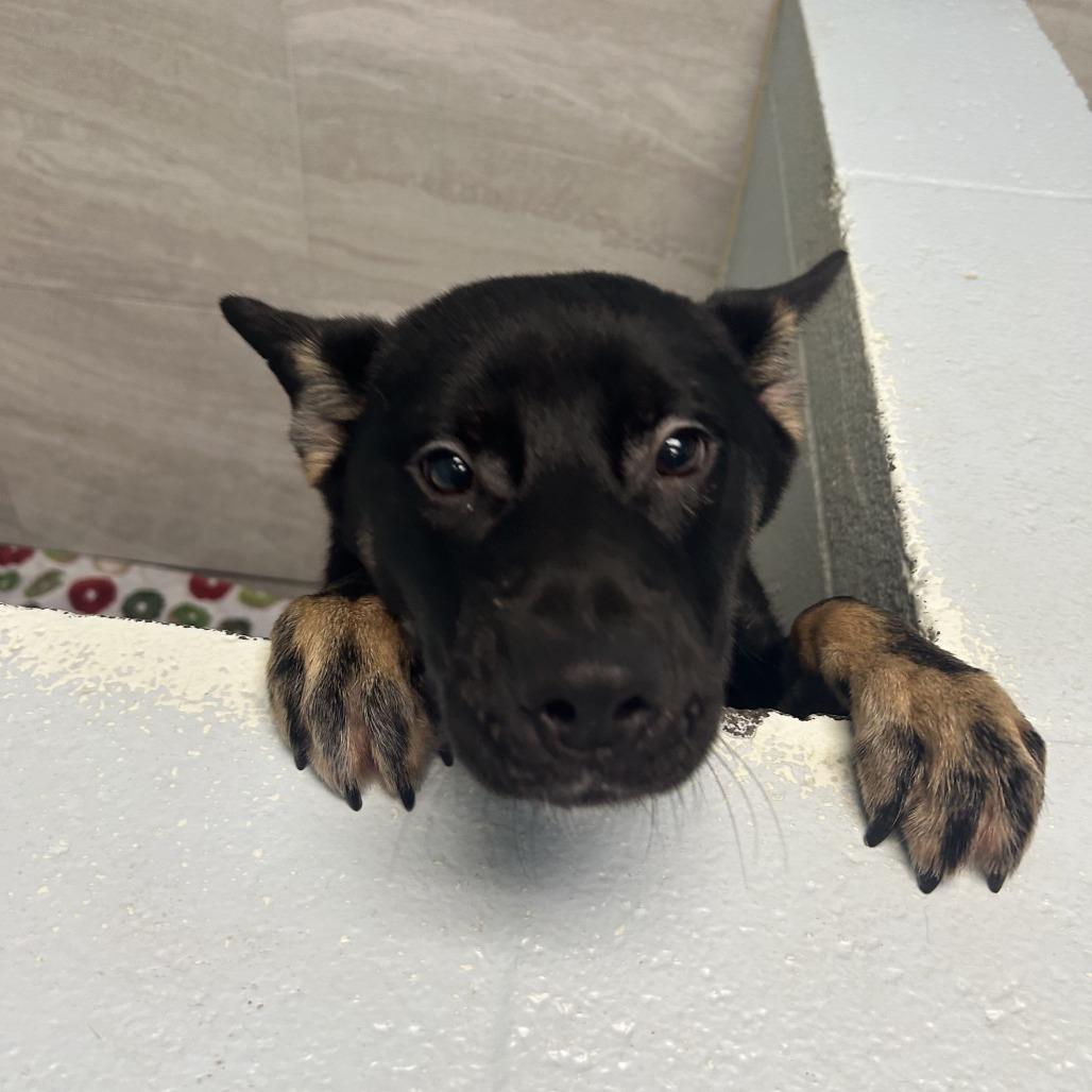 CT Kash, a Adoptable mixed breed in Stormville, NY image 3/6